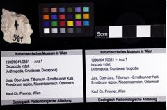 Foto (Objket + Etiketten) von Isopoda indet. 